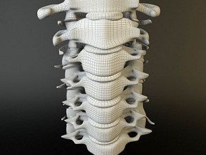 cervical spine human 3D Model
