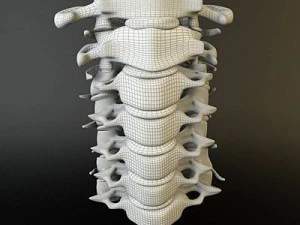 cervical spine human 3D Model