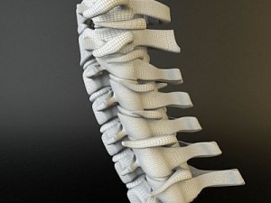 cervical spine human 3D Model