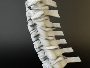 cervical spine human 3D Model
