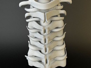 cervical spine human 3D Model