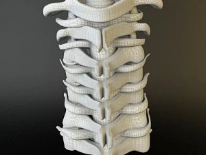 cervical spine human 3D Model