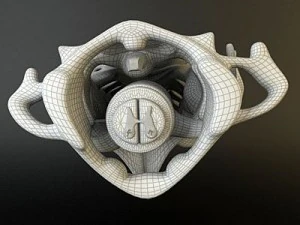 cervical spine human 3D Model