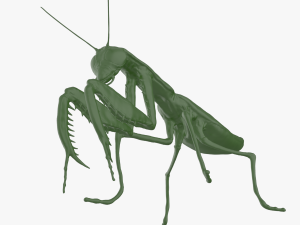 mantis 3D मॉडल