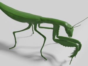 mantis 3D 模型