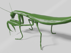 mantis 3D 模型