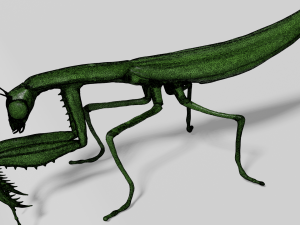 mantis 3D 模型