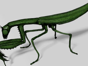 mantis 3D Model