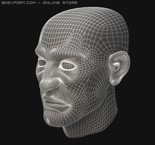 Head 3d Model In Anatomy 3dexport
