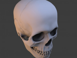 high poly skull Model 3D