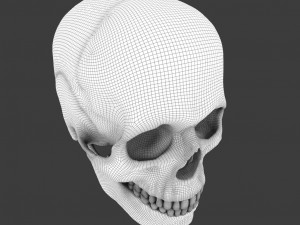 high poly skull Model 3D