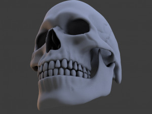 high poly skull Model 3D