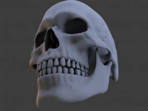high poly skull 3D Model