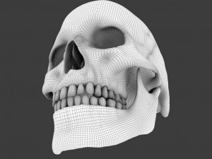 high poly skull Model 3D