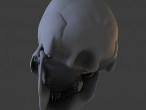 high poly skull Model 3D