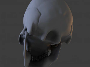 high poly skull 3D Model