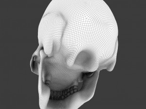 high poly skull Model 3D