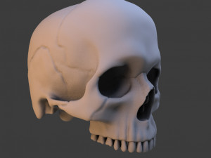 high poly skull Model 3D