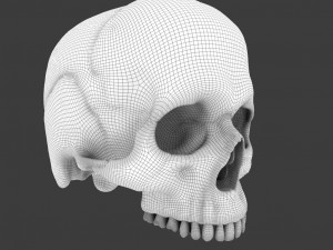 high poly skull Model 3D
