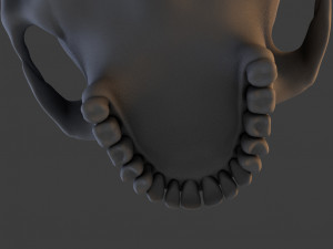high poly skull Model 3D