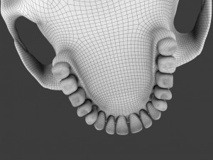 high poly skull Model 3D
