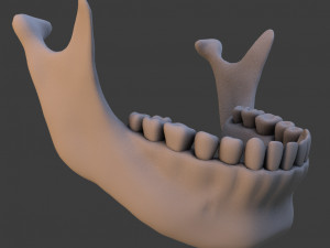 high poly skull Model 3D
