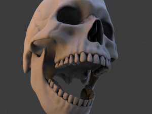 high poly skull Model 3D