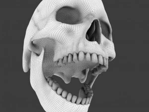 high poly skull 3D Model