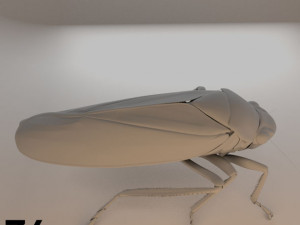 Insects and beetles pack 3D Model