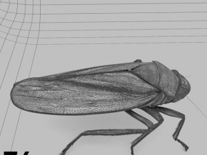 Insects and beetles pack 3D Model