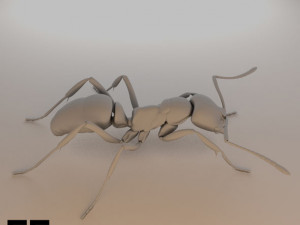 Insects and beetles pack 3D Model