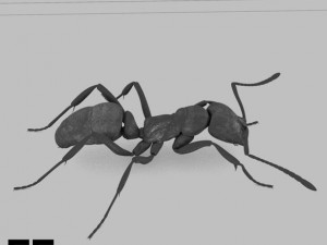 Insects and beetles pack 3D Model