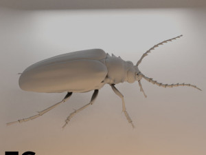 Insects and beetles pack 3D Model