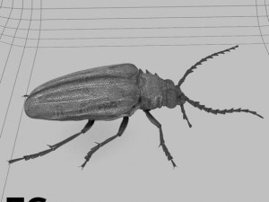 Insects and beetles pack 3D Model
