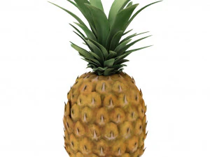 fruits pack - 24 fruits 3D Model