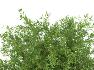 Bouquet - Green plant 01 3D Model