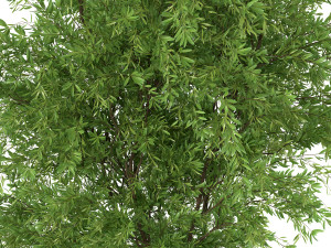 Bouquet - Green plant 01 3D Model