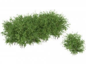 Untidy boxwood hedge - Buxus 3Dモデル