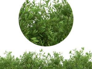 Untidy boxwood hedge - Buxus Modello 3D