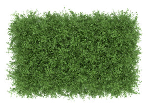 Untidy boxwood hedge - Buxus Modello 3D