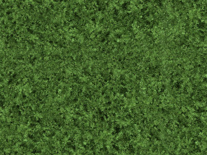 Untidy boxwood hedge - Buxus Modello 3D