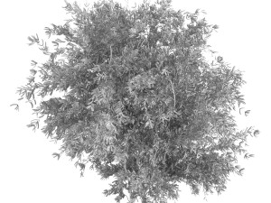 Untidy boxwood hedge - Buxus Modello 3D