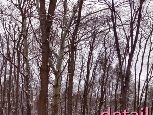 winter park hdr Modelo 3D