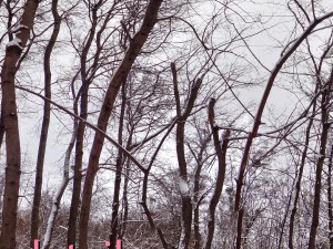 winter park hdr Modelo 3D