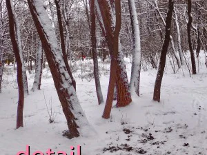 winter park hdr CG Textures