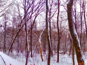 parco invernale hdr CG Textures