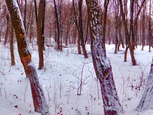 parco invernale hdr CG Textures