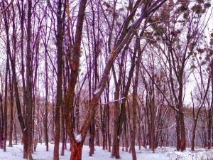 winter park hdr 3D 模型