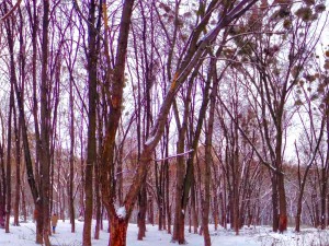 parco invernale hdr CG Textures