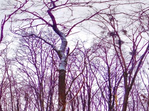winter park hdr 3D 模型